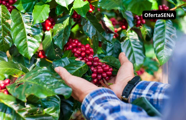 Plan de Estudio del Técnico en Aseguramiento de la Calidad del Café en la Finca - SENA