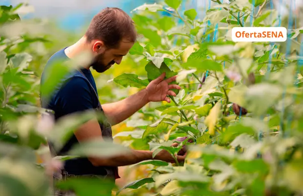 Técnico en Cultivos Agrícolas SENA Betowa 