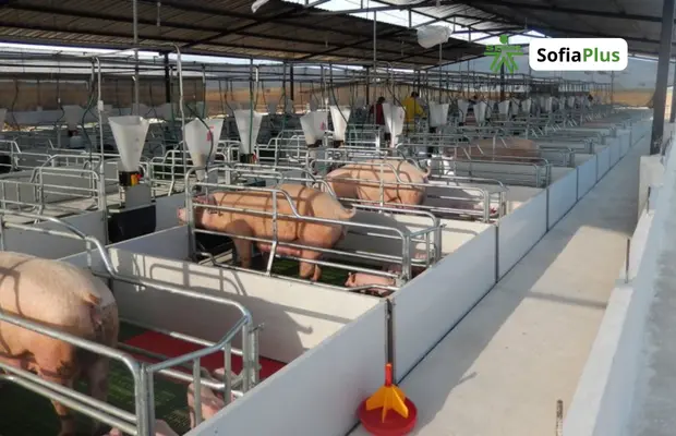 Técnico en Producción Porcina SENA