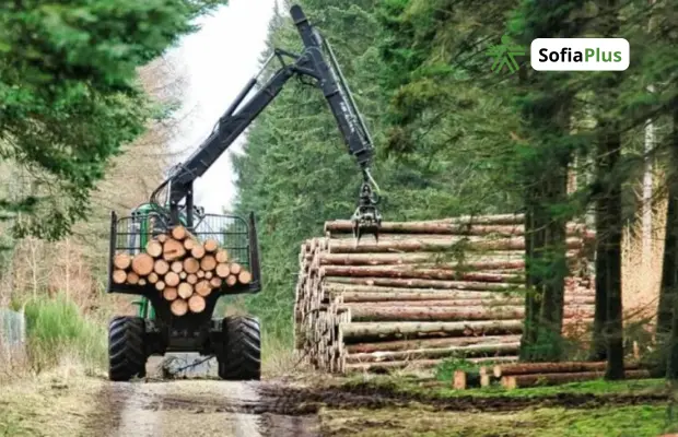 Técnico en Operaciones Forestales SENA Betowa