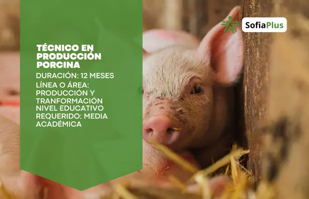 Técnico en Producción Porcina SENA