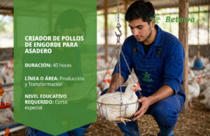 Curso SENA de criador de pollos de engorde para asadero – Betowa