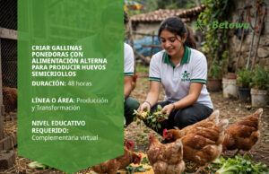 Curso SENA de gallinas ponedoras con alimentación alterna para huevos semicriollos – Betowa